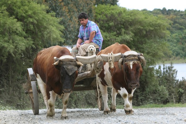 Un producteur laitier sur la route - Araucan&iacute;a