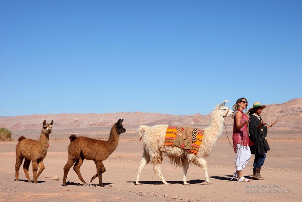 Balade sur les traces des caravanes de lama dans le Salar d&rsquo;Atacama