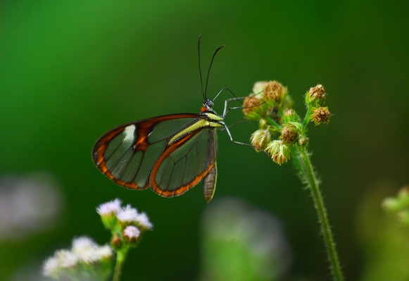 Balades guid&eacute;e d&rsquo;observation de la faune 