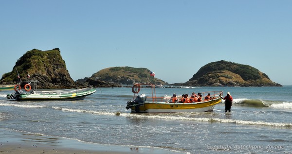 Observation des Manchots de Magellan et de Humboldt - R&eacute;serve de Penguins de Pu&ntilde;ihuil