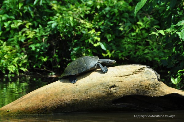 Une tortue au bord de la Rivi&egrave;re Yacuma &ndash; Rurrenabaque