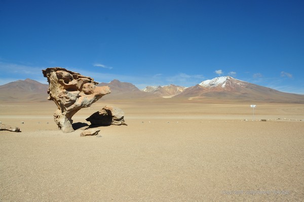 L&rsquo;Arbre de Pierre dans le D&eacute;sert de Siloli &ndash; Sud Lipez 