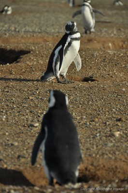 Manchots de Magellan sur l&rsquo;&icirc;le Magdalena &ndash; Punta Arenas