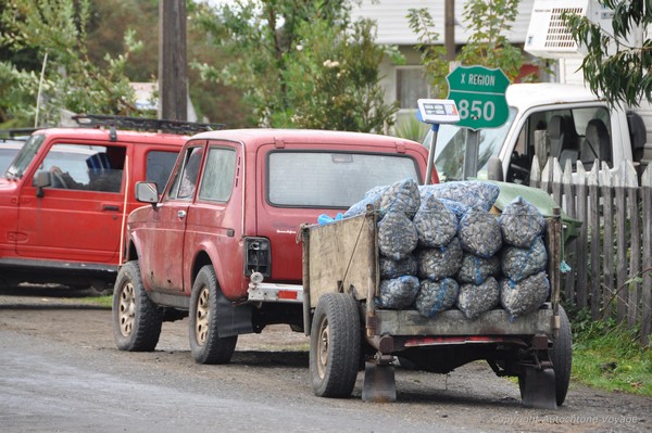 La r&eacute;colte de macha, molusque chilien - Cucao