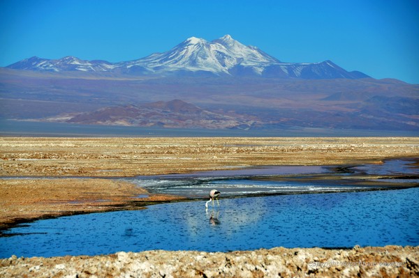 La Laguna Chaxa et le Volcan Mi&ntilde;iques &ndash; San Pedro