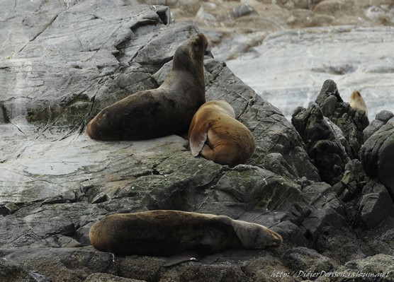 Lions de mer sur l&rsquo;&icirc;le Marta &ndash; Punta Arenas